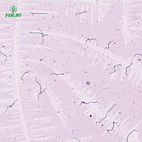 浙江细菌、真菌类生物标本片