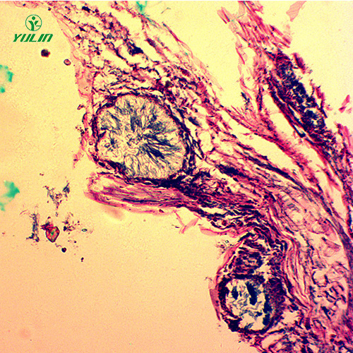 浙江观赏植物病害标本片