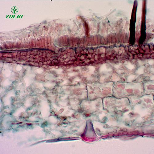 浙江果树病害标本片