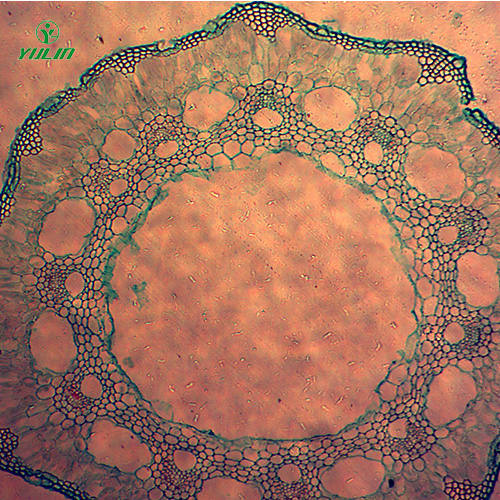 浙江葫芦科植物病害切片