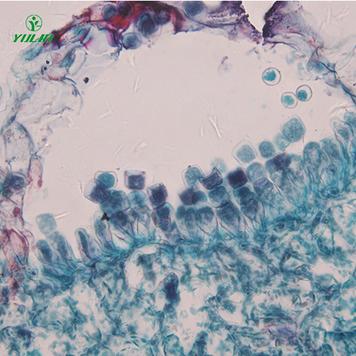 浙江十字花科植物病害标本片