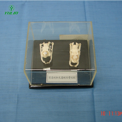 浙江蛇头骨比较