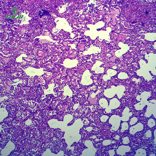 浙江动物病理学炎症类切片