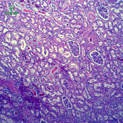 浙江动物病理学局部血液循环切片