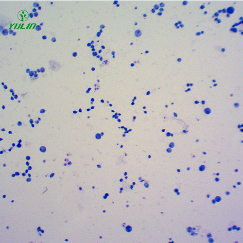 浙江医学原虫鞭毛虫生物实验切片