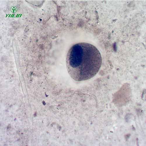 浙江医学寄生虫纤毛虫玻片