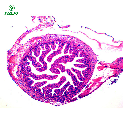 浙江人体组织学上皮组织生物玻片