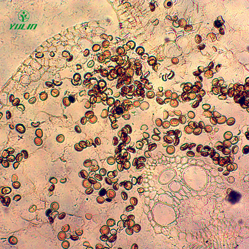 浙江杂粮薯类植物病害生物玻片